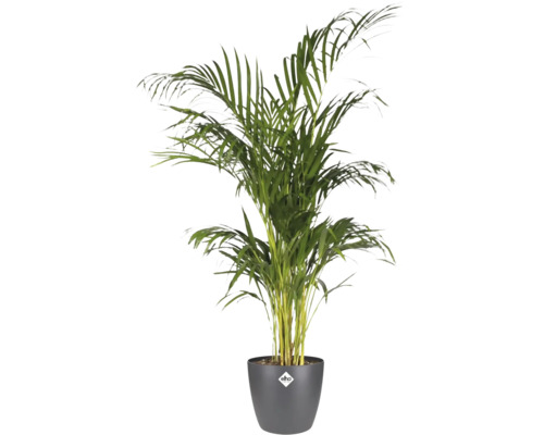 Goldfruchtpalme Areca lutescens in einem dunkelgrauen elho Pflanztopf.