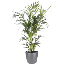 Goldfruchtpalme Areca in einem grauen Übertopf, Zimmerpflanze