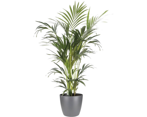 Goldfruchtpalme Areca in einem grauen Übertopf, Zimmerpflanze
