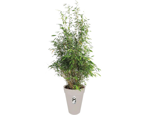 Hohe, buschige Bambuspflanze mit grünen Blättern in einem hellgrauen, konischen Kunststofftopf mit elho Logo.