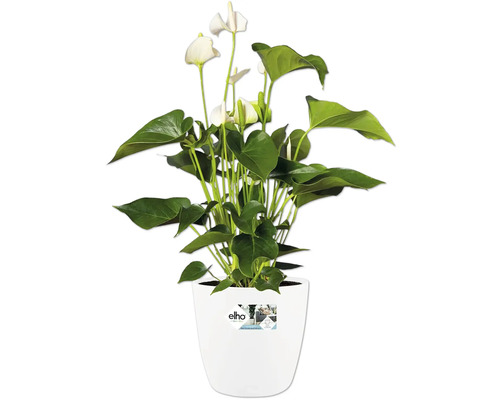 Anthurie Zimmerpflanze mit weißen herzförmigen Blüten und grünen Blättern in einem weißen elho Topf.