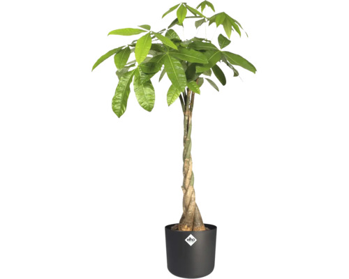 Pachira aquatica Glückskastanie mit geflochtenem Stamm im schwarzen Kunststofftopf mit Elho Logo.