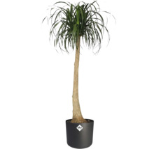 Zimmerpflanze Elefantenfuß Beaucarnea recurvata mit braunem Stamm und grünen Blättern im schwarzen elho Topf mit elho Logo.