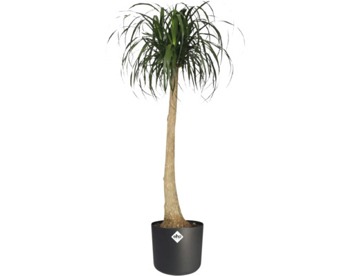Zimmerpflanze Elefantenfuß Beaucarnea recurvata mit braunem Stamm und grünen Blättern im schwarzen elho Topf mit elho Logo.