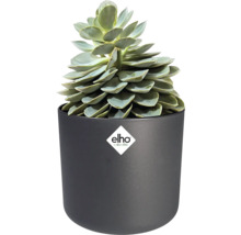 Sukkulente in einem runden, mattschwarzen Blumentopf aus Kunststoff. Elho Logo.