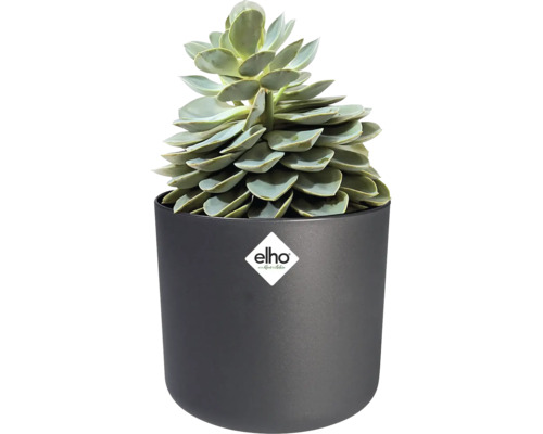 Sukkulente in einem runden, mattschwarzen Blumentopf aus Kunststoff. Elho Logo.