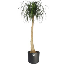 Elefantenfuß Beaucarnea recurvata im schwarzen elho Topf mit elho Logo, hoher schlanker Stamm und grüne Blätter.