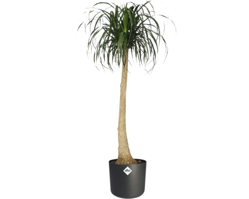 Elefantenfuß Beaucarnea recurvata im schwarzen elho Topf mit elho Logo, hoher schlanker Stamm und grüne Blätter.