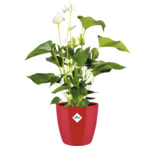 Weiße Anthurie in einem roten elho Blumentopf mit elho Logo.