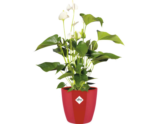 Weiße Anthurie in einem roten elho Blumentopf mit elho Logo.