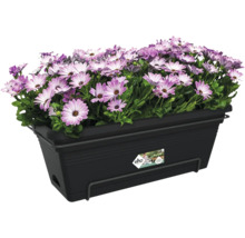Schwarzer Elho Balkonkasten aus Kunststoff bepflanzt mit violetten und weißen Blumen.