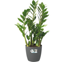 Zamioculcas zamiifolia Glücksfeder Zimmerpflanze in grauem Kunststofftopf mit Elho Logo.