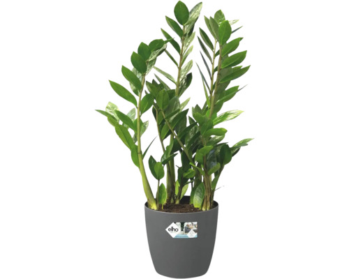 Zamioculcas zamiifolia Glücksfeder Zimmerpflanze in grauem Kunststofftopf mit Elho Logo.