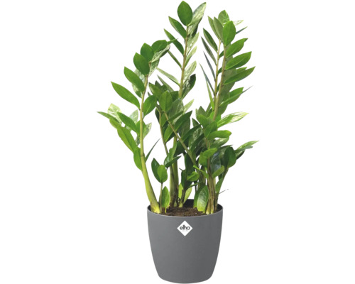Zamioculcas zamiifolia in grauem Kunststofftopf mit elho Logo.