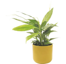 Einblatt Spathiphyllum in gelbem Topf, Zimmerpflanze mit grünen Blättern und weißer Blüte.