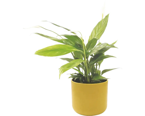 Einblatt Spathiphyllum in gelbem Topf, Zimmerpflanze mit grünen Blättern und weißer Blüte.