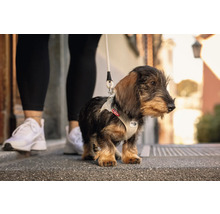 Dackelwelpe mit beigefarbenem Air-Mesh Hundegeschirr und Leine auf einem Gehweg neben einer Person.