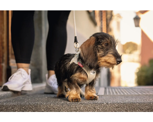 Dackelwelpe mit beigefarbenem Air-Mesh Hundegeschirr und Leine auf einem Gehweg neben einer Person.