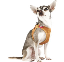 Kleiner Hund trägt ein braunes Curli Hundegeschirr aus Air-Mesh Material.