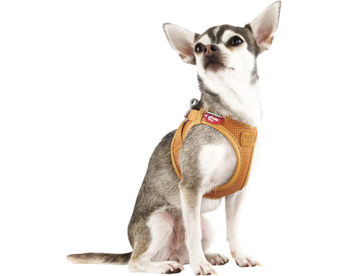 Kleiner Hund trägt ein braunes Curli Hundegeschirr aus Air-Mesh Material.