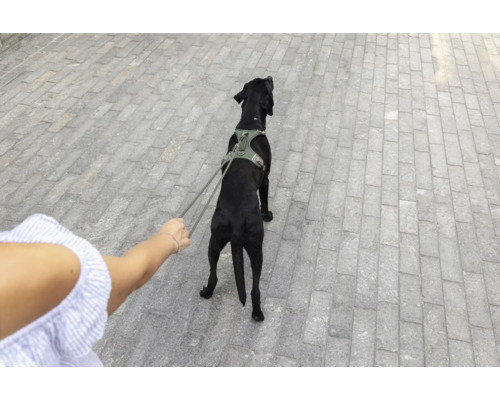 Schwarzer Hund mit Hundegeschirr wird an der Leine auf einem gepflasterten Weg geführt.