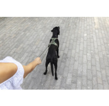 Schwarzer Hund mit Hundegeschirr wird an der Leine auf einem gepflasterten Weg geführt.