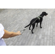 Schwarzer Hund mit olivgrünem Hundegeschirr und passender Leine auf einem gepflasterten Weg.