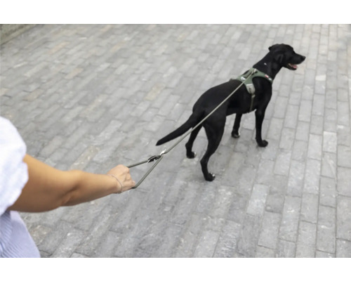Schwarzer Hund mit olivgrünem Hundegeschirr und passender Leine auf einem gepflasterten Weg.
