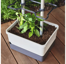 Viereckiger Pflanztopf mit Rankhilfe, in dem eine Paprikapflanze wächst, auf einer Holzterrasse.