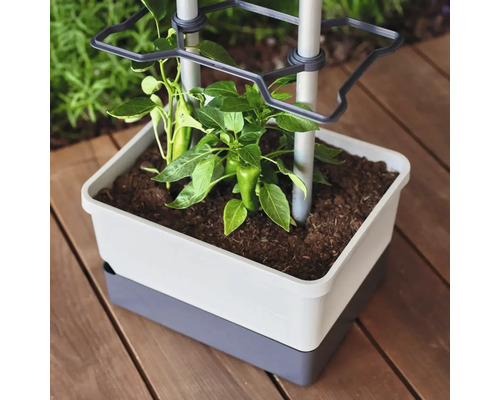 Viereckiger Pflanztopf mit Rankhilfe, in dem eine Paprikapflanze wächst, auf einer Holzterrasse.