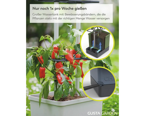 Selbstbewässerndes Pflanzgefäß für Gemüse mit großem Wassertank, Bewässerungsbändern und Paprikapflanze mit Früchten. Gusta Garden Logo.