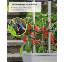 Chilipflanztopf mit Rankhilfe für groß wachsende Sorten, bepflanzt mit roten Chilis. Detailansicht der Halterung. Gusta Garden Logo.