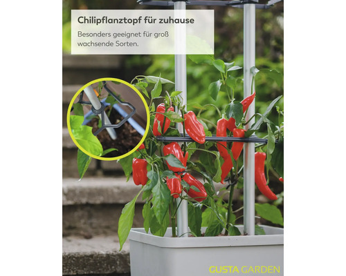 Chilipflanztopf mit Rankhilfe für groß wachsende Sorten, bepflanzt mit roten Chilis. Detailansicht der Halterung. Gusta Garden Logo.