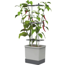 Chilipflanze mit roten Schoten in einem quadratischen grauen Pflanztopf mit Rankhilfe.