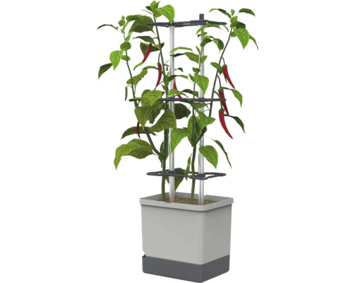 Chilipflanze mit roten Schoten in einem quadratischen grauen Pflanztopf mit Rankhilfe.