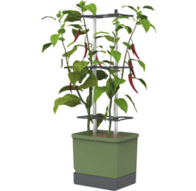 Chilipflanze in grünem Kunststoff-Pflanztopf mit grauem Boden, zwei Aluminiumstangen und drei schwarzen Rankhilfen aus Kunststoff.