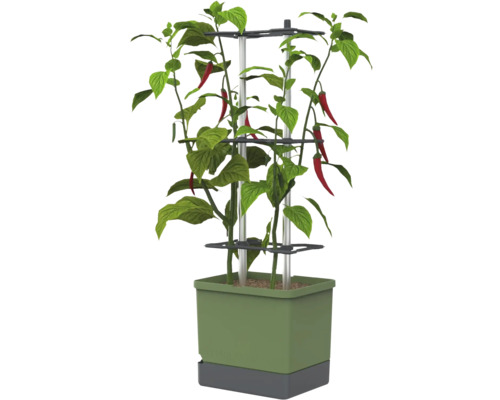 Chilipflanze in grünem Kunststoff-Pflanztopf mit grauem Boden, zwei Aluminiumstangen und drei schwarzen Rankhilfen aus Kunststoff.