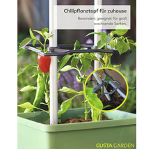 Gusta Garden Chilipflanztopf mit Rankhilfe und Halterungssystem für groß wachsende Chilisorten, bepflanzt mit einer Chilipflanze.