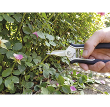 Eine Hand schneidet mit einer Gartenschere einen Trieb an einem Rosenstrauch mit grünen Blättern und rosa Blüten ab.