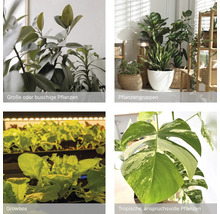 Collage von Zimmerpflanzen: ein Gummibaum, eine Pflanzengruppe in Töpfen, Keimlinge in einer Growbox und eine Monstera variegata.