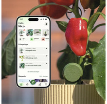 Smartphone mit Pflanzenpflege-App und Pflegetipps neben einer Paprikapflanze mit dem FYTA Smart-Pflanzensensor in einem Blumentopf.