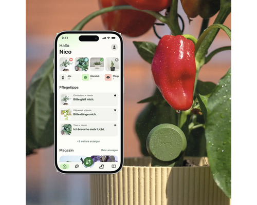 Smartphone mit Pflanzenpflege-App und Pflegetipps neben einer Paprikapflanze mit dem FYTA Smart-Pflanzensensor in einem Blumentopf.