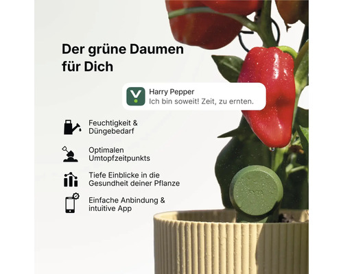FYTA smarter Pflanzensensor in einem Blumentopf mit einer Paprikapflanze, App-Benachrichtigung und Symbole für Feuchtigkeit und Pflanzengesundheit.