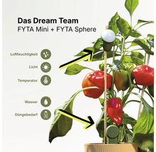 FYTA Mini und FYTA Sphere Sensoren in einer Paprikapflanze zur Überwachung von Luftfeuchtigkeit, Licht, Temperatur, Wasser und Düngebedarf.