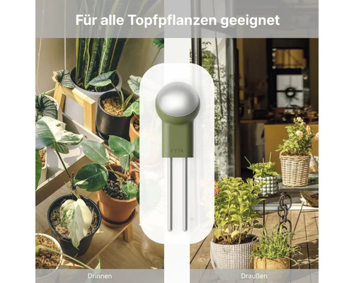 FYTA Pflanzensensor im Einsatz bei Zimmerpflanzen und auf der Terrasse, geeignet für alle Topfpflanzen.