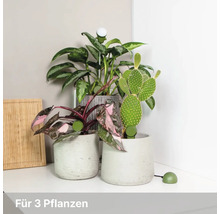 Drei Zimmerpflanzen in grauen Töpfen mit Pflanzensensoren und einer Pflanzenlampe auf einer hellen Ablage.