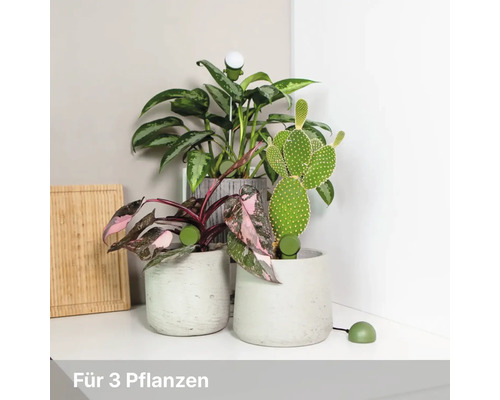 Drei Zimmerpflanzen in grauen Töpfen mit Pflanzensensoren und einer Pflanzenlampe auf einer hellen Ablage.