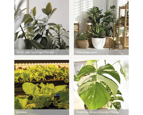 Collage mit Zimmerpflanzen: Große buschige Pflanzen, Pflanzengruppen in Töpfen, Salat in einer Growbox und ein Blatt einer tropischen Monstera.