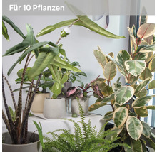 Verschiedene Zimmerpflanzen wie Alocasia und Ficus in Töpfen, ausgestattet mit Sensoren für die Pflanzenpflege für bis zu zehn Pflanzen.