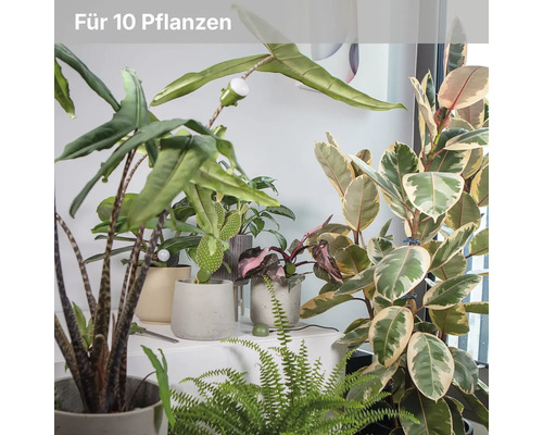 Verschiedene Zimmerpflanzen wie Alocasia und Ficus in Töpfen, ausgestattet mit Sensoren für die Pflanzenpflege für bis zu zehn Pflanzen.